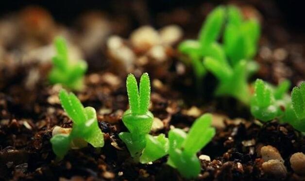 碧光環(huán)怎么繁殖，分播種和扦插兩種方法