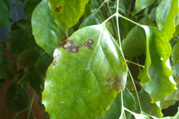 幸福樹(shù)葉子發(fā)黃掉落