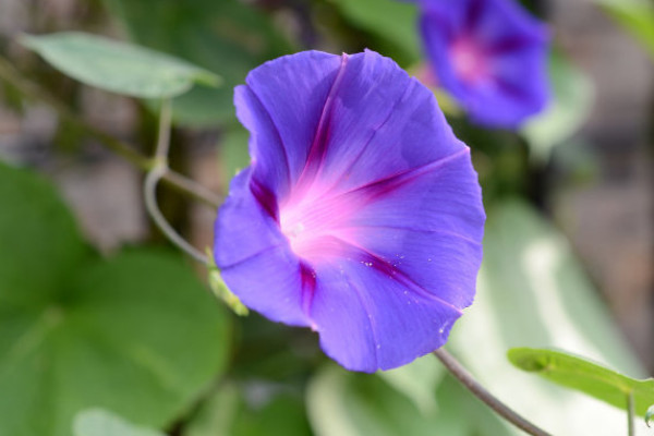 牽牛花秋季能不能扦插活