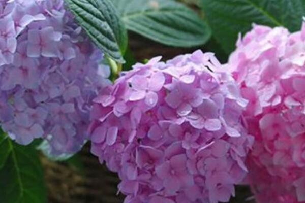 太陽(yáng)神殿繡球如何養(yǎng)