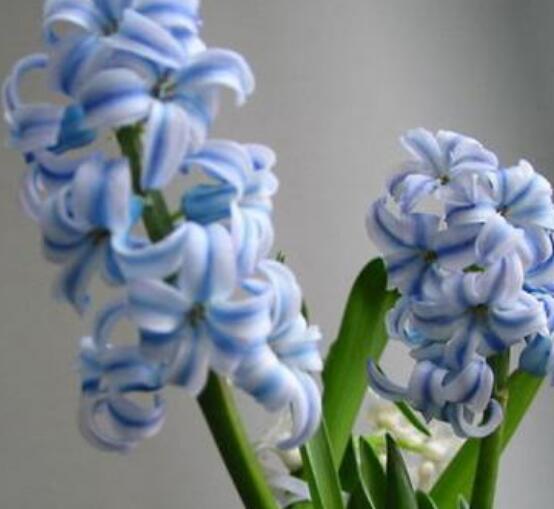 風(fēng)信子怎么施肥吸收效果最好，推薦兩種最見效的吸肥方法