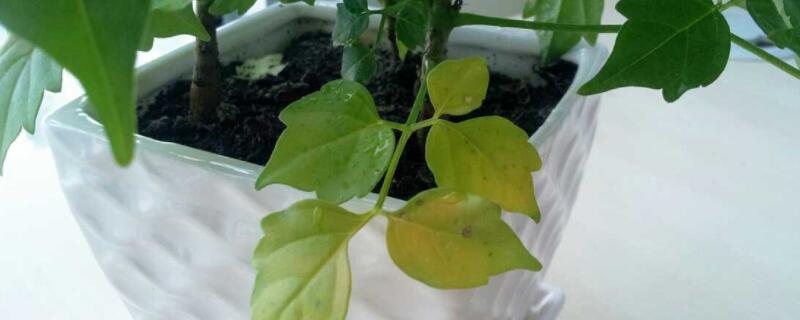 幸福樹(shù)秋天落葉怎么辦