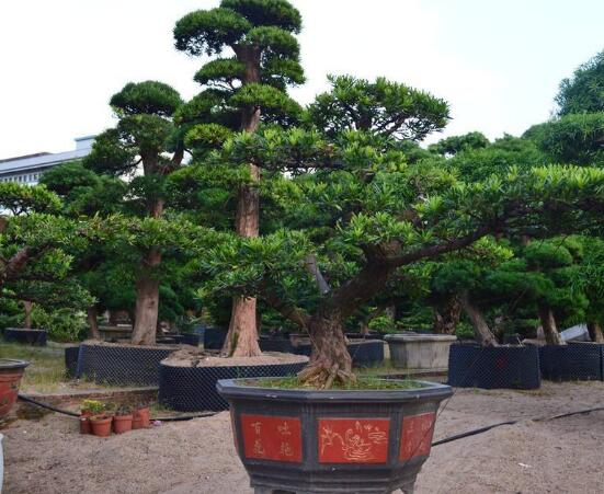 羅漢松寓意是什么，意著招財進寶、長壽吉祥(美好)