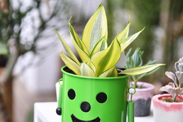 虎耳蘭的養(yǎng)殖方法和注意事項(xiàng)