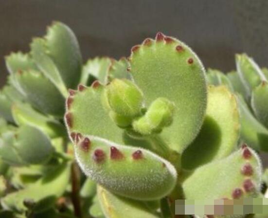 熊童子長黑斑了怎么辦，教你兩種最常見解決辦法(蟲害與病害)