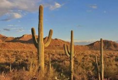 仙人掌為什么會長刺，為了減少蒸騰作用保持自身水分