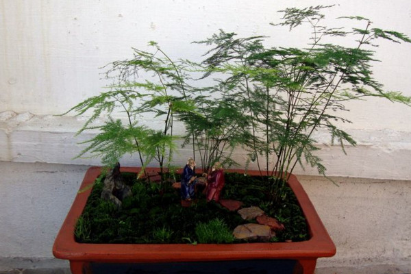 文竹施肥用什么肥料，文竹四季施肥要點