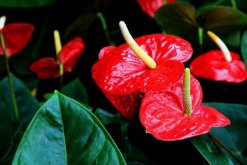 紅掌的寓意是什么，大展宏圖、火熱與希望