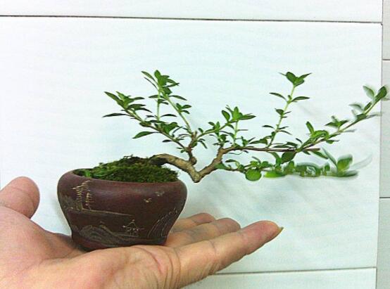 提根六月雪怎么養(yǎng)好，教你六個步驟造型更加美觀