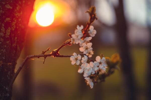 櫻花的種植方法，5步即可完成櫻花的種植