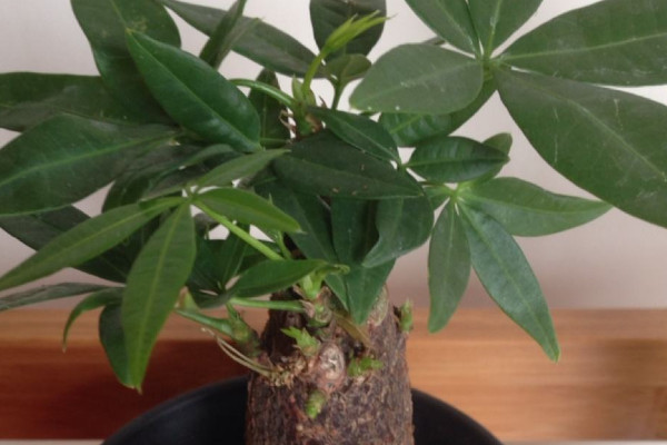 招財(cái)樹怎么養(yǎng)