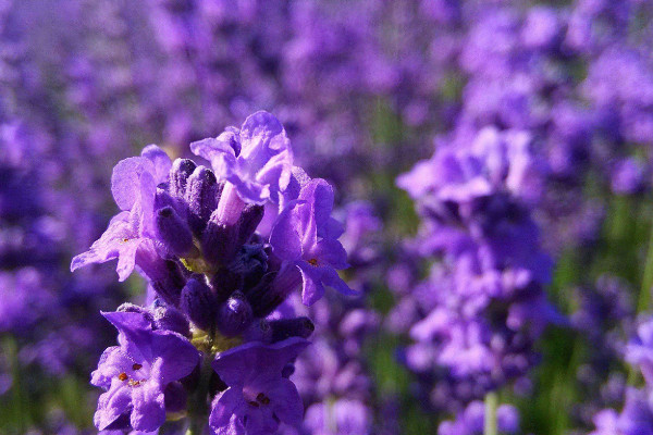 藍(lán)花鼠尾草與薰衣草的區(qū)別，薰衣草花香沁人心脾