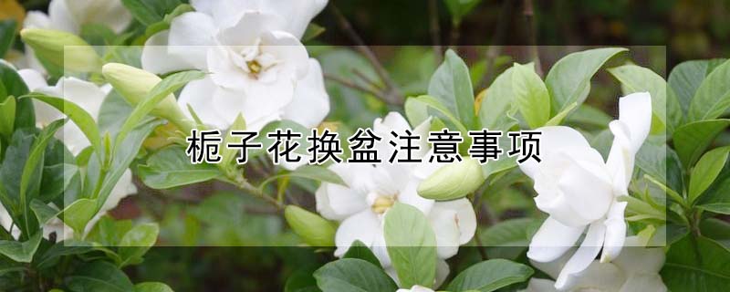 梔子花換盆注意事項(xiàng)