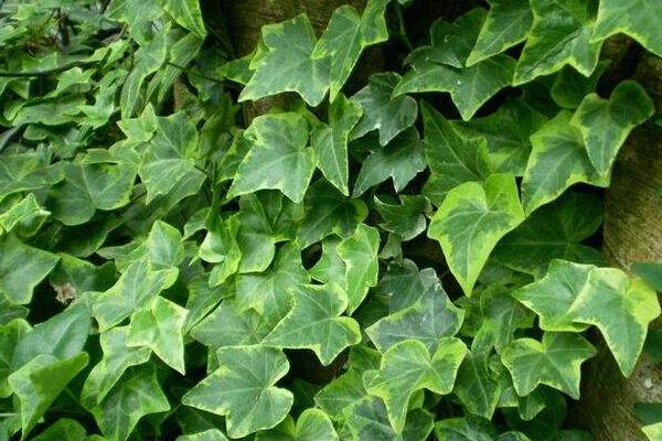 常春藤怎么養(yǎng)葉子綠，常春藤養(yǎng)殖5大要點