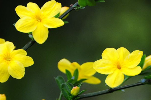 迎春花和云南黃馨區(qū)別