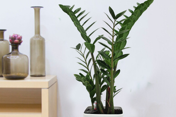 金錢樹應(yīng)該怎么用土