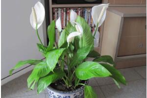 一帆風(fēng)順怎么澆水，一帆風(fēng)順可以澆啤酒嗎