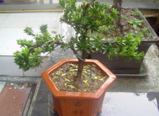 羅漢松盆景怎么養(yǎng)，老農(nóng)總結(jié)八大養(yǎng)殖方法