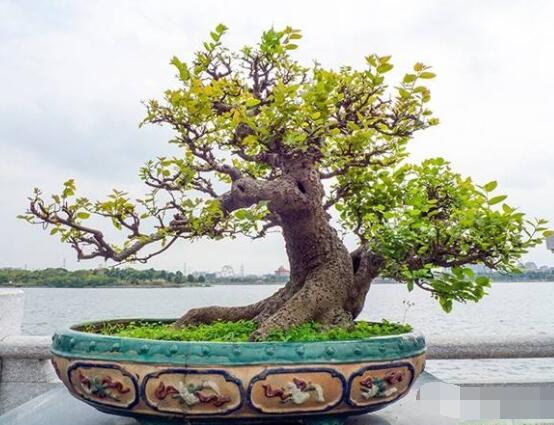 九里香盆景的養(yǎng)殖方法，做好七個(gè)基本養(yǎng)殖要點(diǎn)滿盆花香