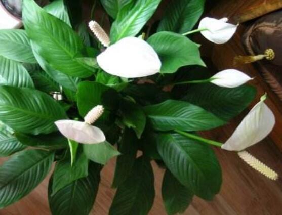 一帆風(fēng)順花蔫了怎么辦，教你四種解決辦法(花大色艷)