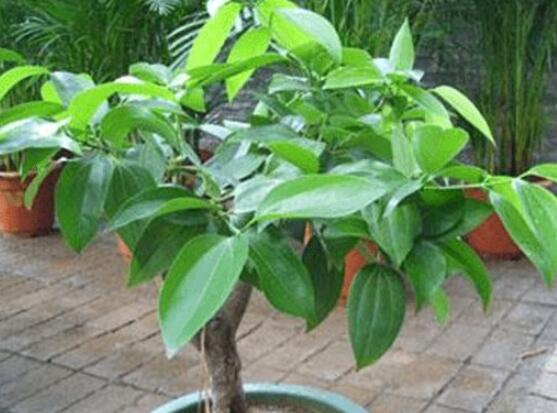 平安樹(shù)為什么不發(fā)新芽，三種原因以及解決方法