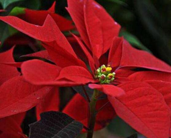 一品紅如何剪枝，春夏季節(jié)修剪最好(兩次摘心)