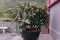 橡皮樹和橡膠樹的區(qū)別，從葉子、花朵、用途、產(chǎn)地來區(qū)分