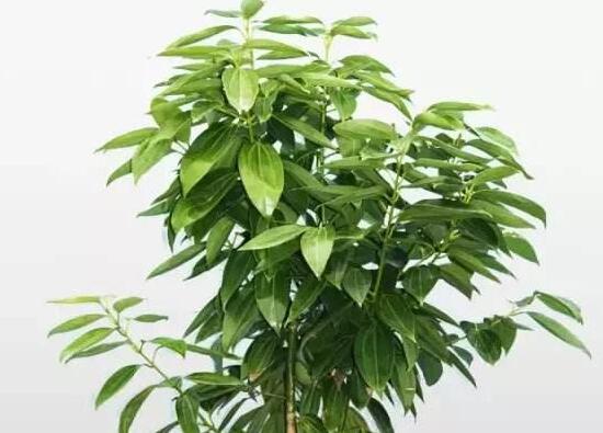 平安樹(shù)栽上多久能施肥，平安樹(shù)怎么施肥