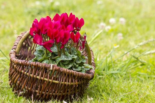 仙客來好養(yǎng)活嗎，5步教你養(yǎng)好仙客來