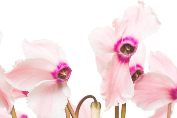 水培仙客來(lái)的養(yǎng)殖方法和注意事項(xiàng)