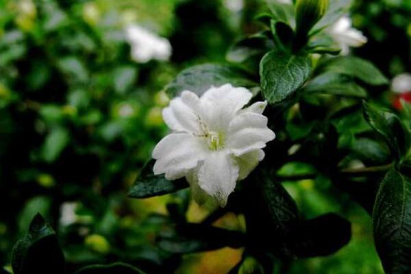 六月雪葉子干枯掉落，五種原因以及解決方法