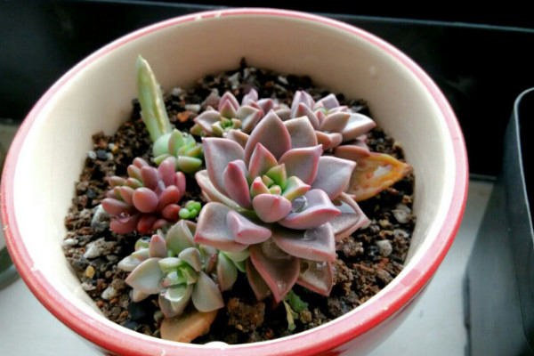 姬朧月多肉怎么養(yǎng)殖