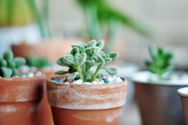 碰碰香如何度夏，掌握以下4點才是關(guān)鍵