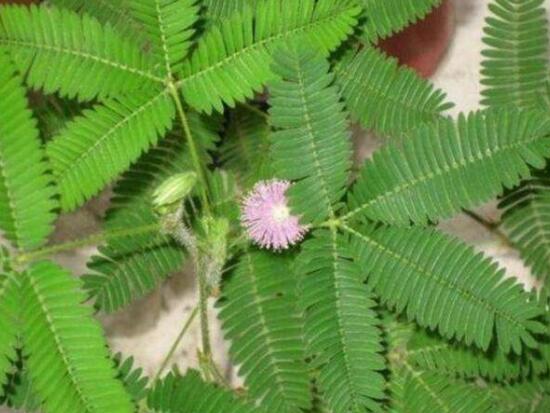 含羞草怎么養(yǎng)長得快，注意這五個要點生長青翠欲滴