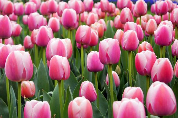 郁金香水培能長(zhǎng)出新的種子嗎