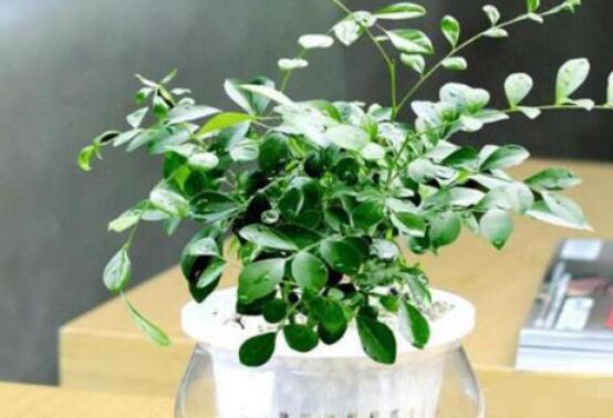 九里香的養(yǎng)殖方法水培，教你四個(gè)步驟水培爆盆