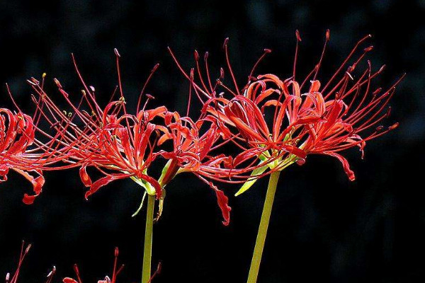 春天種彼岸花要多久才發(fā)芽