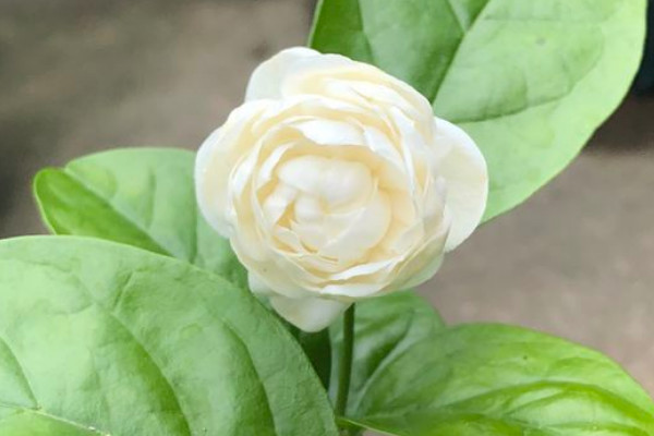 寶珠茉莉如何過(guò)冬