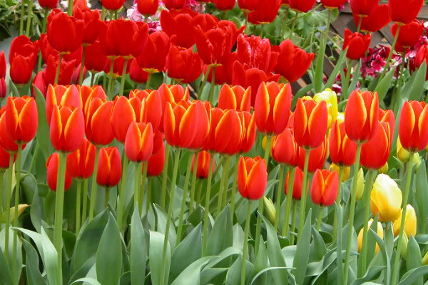 郁金香開花后不挖出來(lái)還能不能活