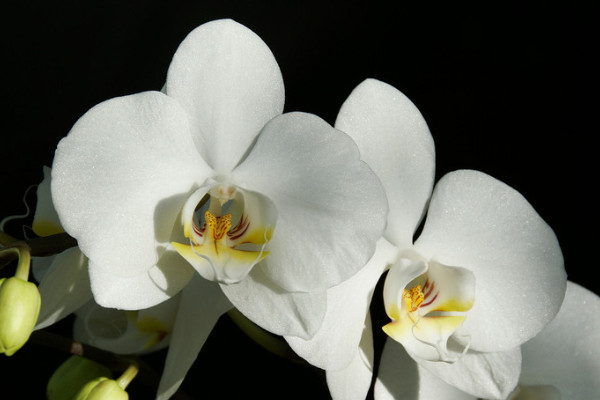 蝴蝶蘭小苗多久能長(zhǎng)大