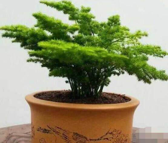 文竹肥料有哪些，餅肥、無機復(fù)合肥、液肥為主(枝繁葉茂)