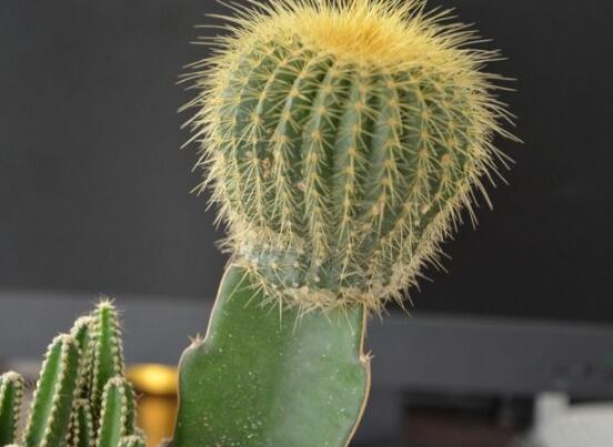 仙人球怎么施肥才正確，老農(nóng)總結(jié)一年四季施肥方法