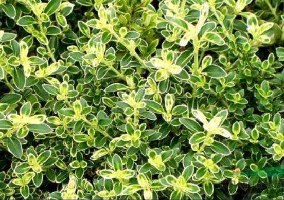 六月雪哪個(gè)品種最貴，屬金邊六月雪當(dāng)之無(wú)愧