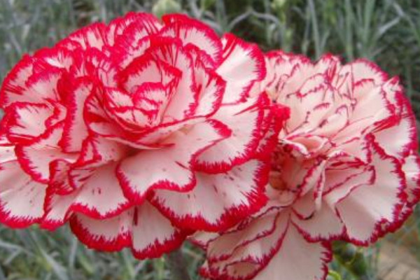 沒(méi)有根的康乃馨怎么辦