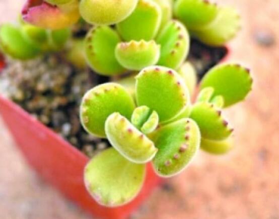 熊童子怎么度夏，做好遮陰通風(fēng)、保持微濕潤(rùn)環(huán)境