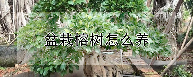 盆栽榕樹怎么養(yǎng)