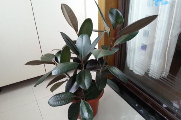 橡皮樹的養(yǎng)殖方法，保證植株生長的5大要點