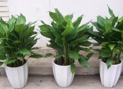 萬年青能吃嗎，萬年青怎么做好吃/涼拌最好吃