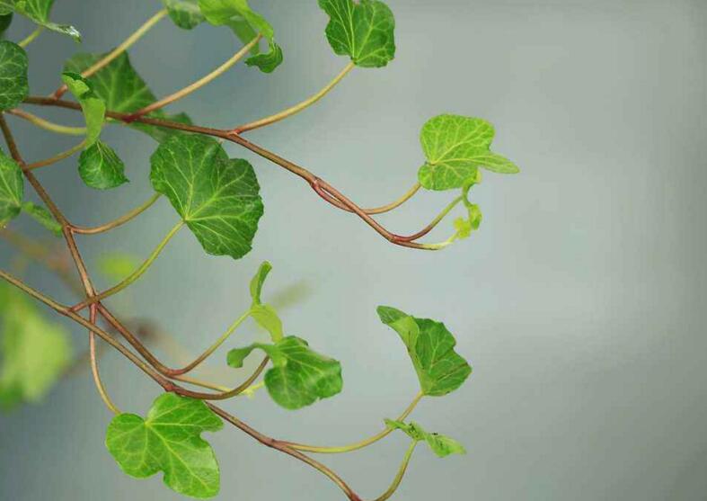 常春藤葉子發(fā)蔫咋補(bǔ)救，適合的光照和溫度很重要