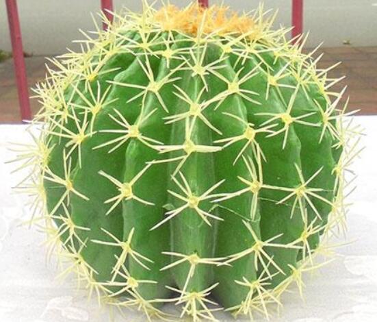 仙人球防輻射嗎，不能/只能防太陽紫外線(光學(xué)輻射)